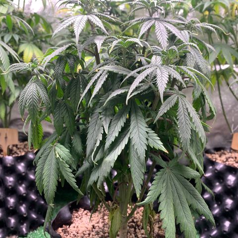 Sour Kush growlog photo: 01