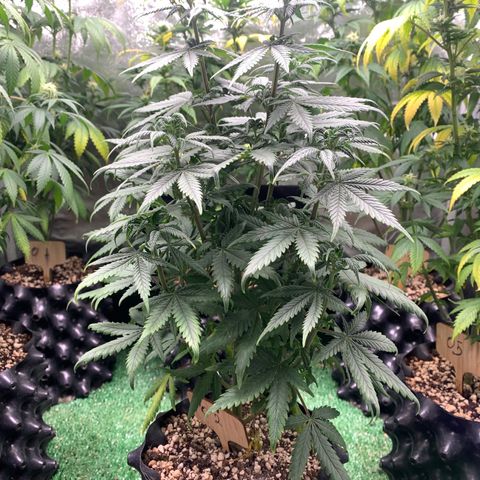 Sour Kush growlog photo: 02