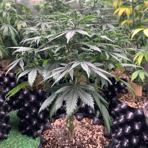 Sour Kush growlog photo: 03