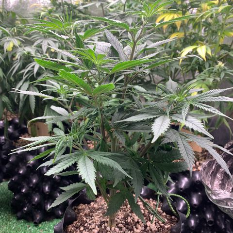 Sour Kush growlog photo: 04