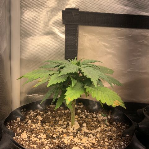 Northern Kush growlog photo: 01