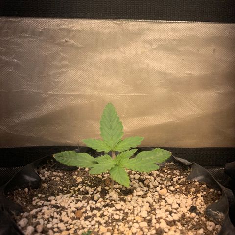 Northern Kush growlog photo: 02