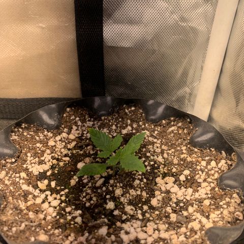 Northern Kush growlog photo: 03