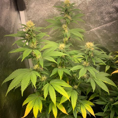 Aminesia growlog photo: 01