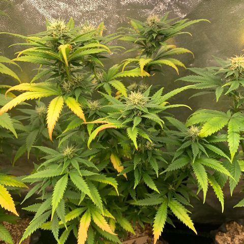 Aminesia growlog photo: 02