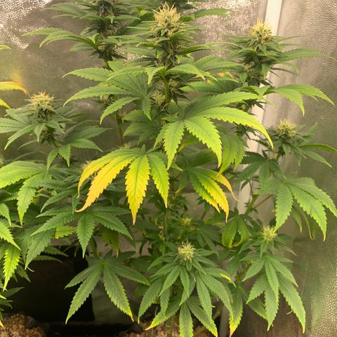 Aminesia growlog photo: 03