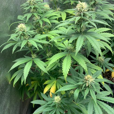 Aminesia growlog photo: 04