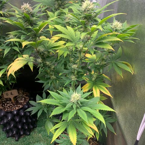 Aminesia growlog photo: 05