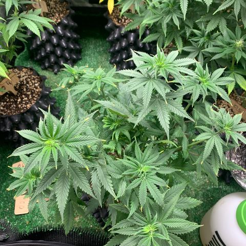 Sour Kush growlog photo: 01