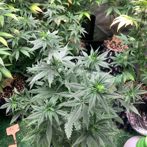 Sour Kush growlog photo: 02