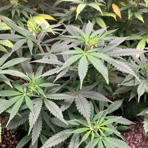 Sour Kush growlog photo: 03