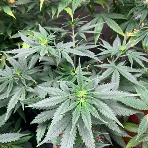 Sour Kush growlog photo: 04