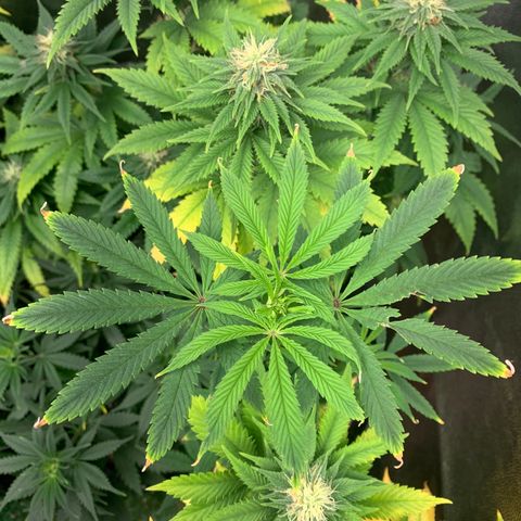 Sour Kush growlog photo: 05