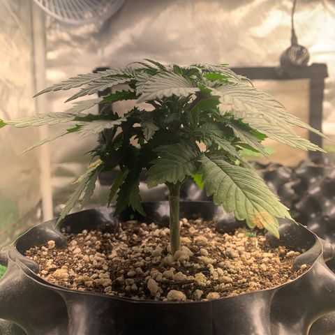 Northern Kush growlog photo: 01