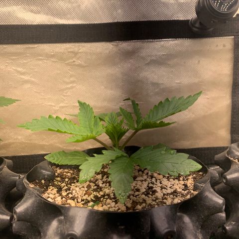 Northern Kush growlog photo: 02