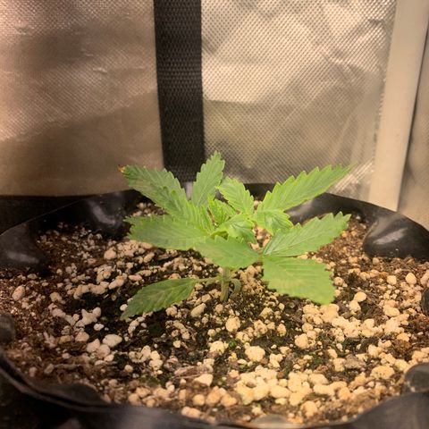 Northern Kush growlog photo: 03