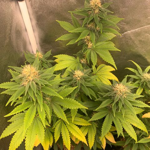 Aminesia growlog photo: 01