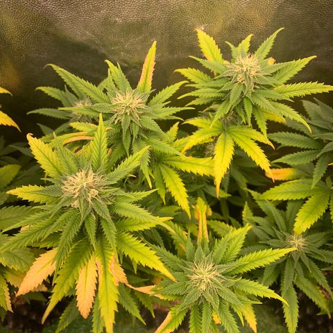 Aminesia growlog photo: 02