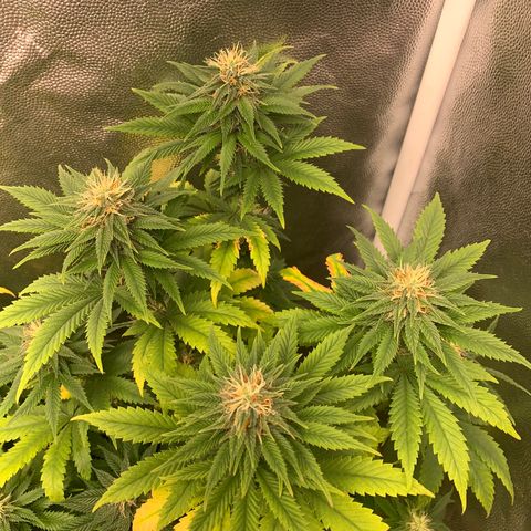 Aminesia growlog photo: 03