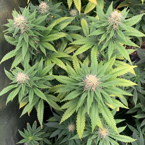Aminesia growlog photo: 04