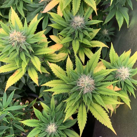 Aminesia growlog photo: 05