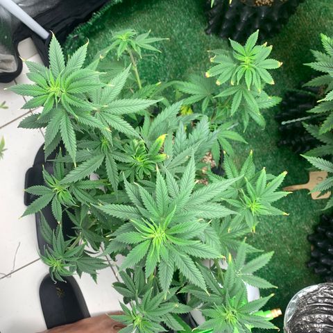 Sour Kush growlog photo: 01