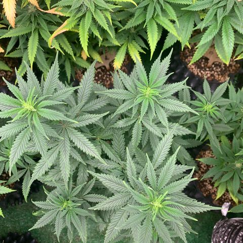 Sour Kush growlog photo: 02