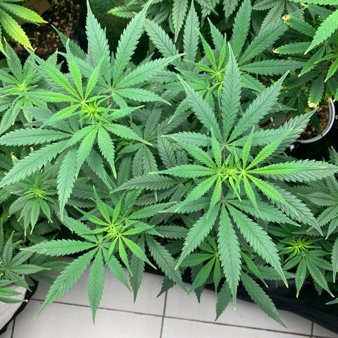 Sour Kush growlog photo: 03
