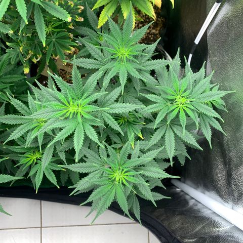 Sour Kush growlog photo: 04