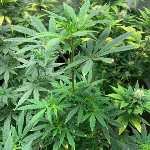 Sour Kush growlog photo: 05