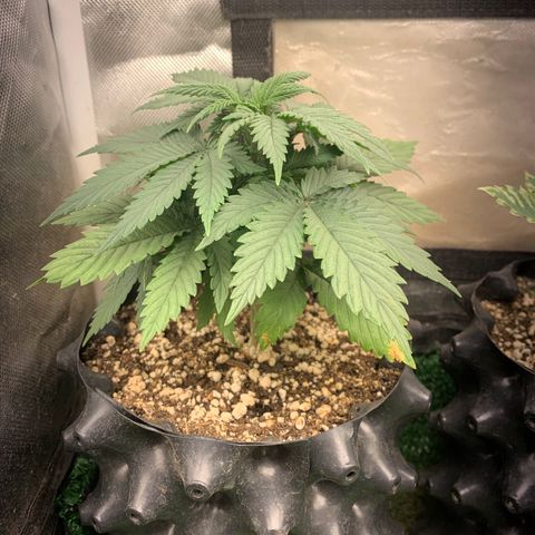 Northern Kush growlog photo: 01