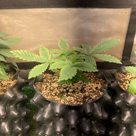 Northern Kush growlog photo: 02