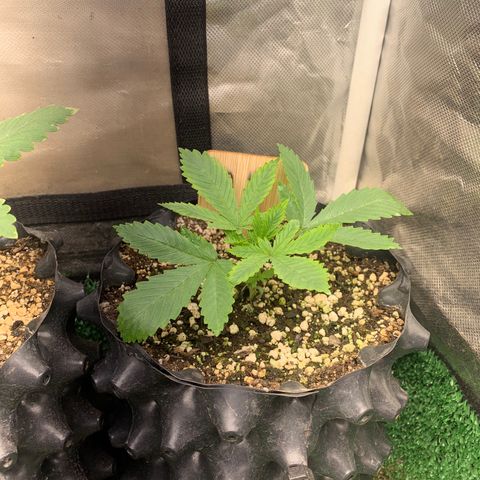 Northern Kush growlog photo: 03