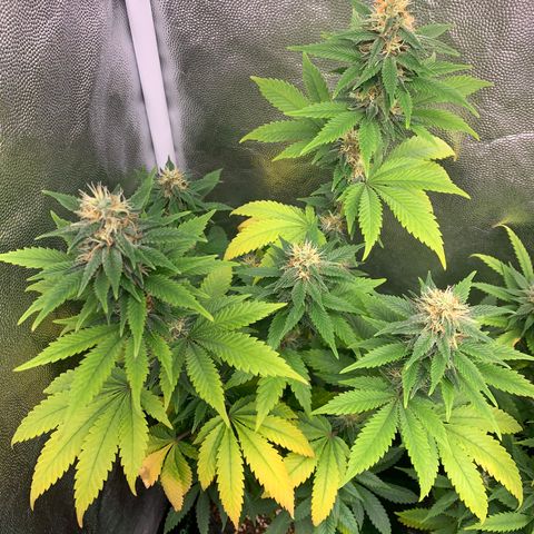 Aminesia growlog photo: 01