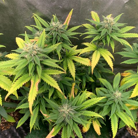 Aminesia growlog photo: 02
