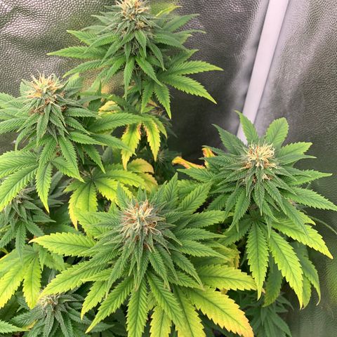 Aminesia growlog photo: 03