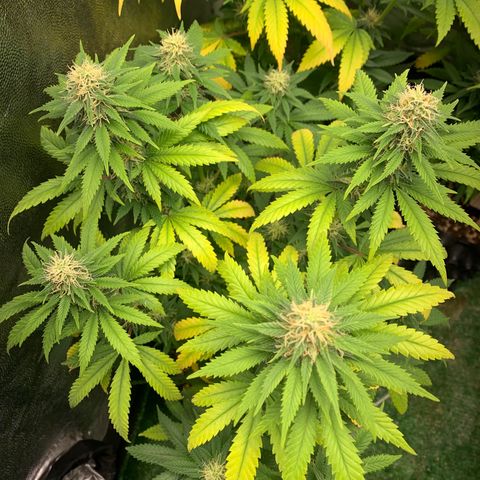 Aminesia growlog photo: 04