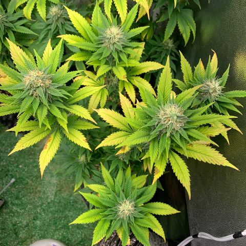 Aminesia growlog photo: 05