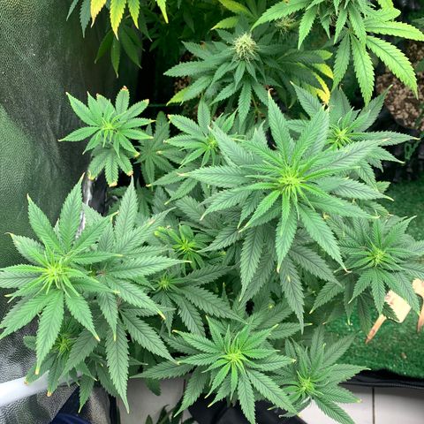 Sour Kush growlog photo: 01