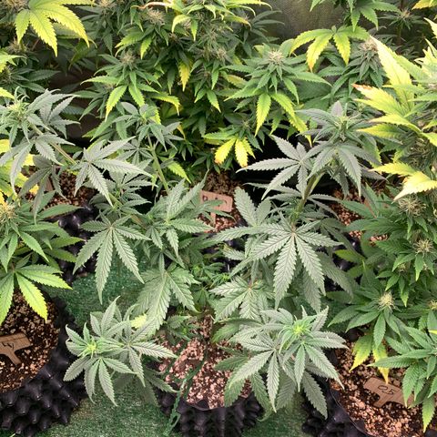 Sour Kush growlog photo: 02