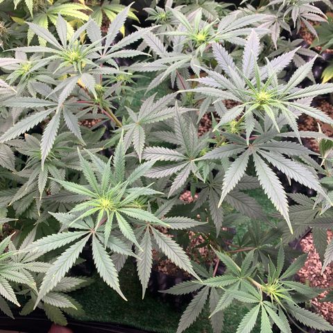 Sour Kush growlog photo: 03