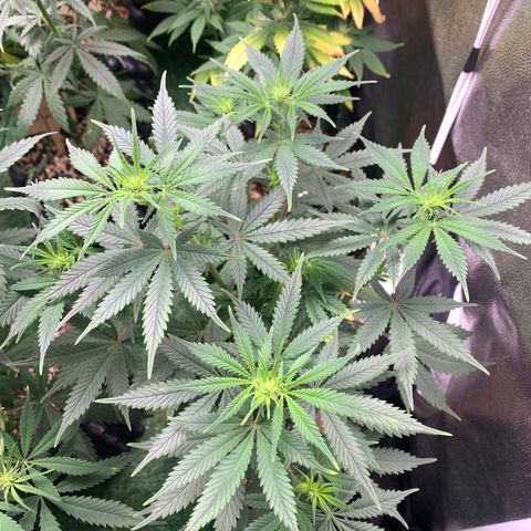 Sour Kush growlog photo: 04