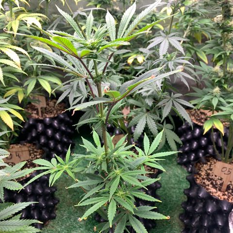 Sour Kush growlog photo: 05