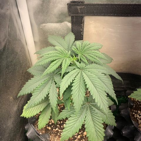 Northern Kush growlog photo: 01
