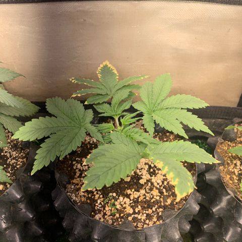 Northern Kush growlog photo: 02