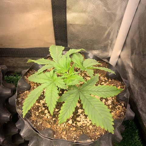 Northern Kush growlog photo: 03