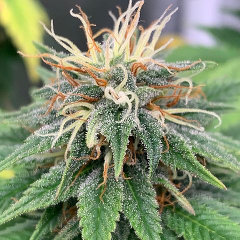 Aminesia growlog timeline photo