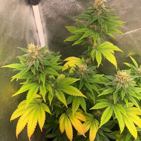 Aminesia growlog photo: 01
