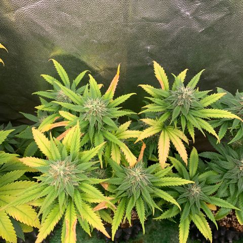 Aminesia growlog photo: 02
