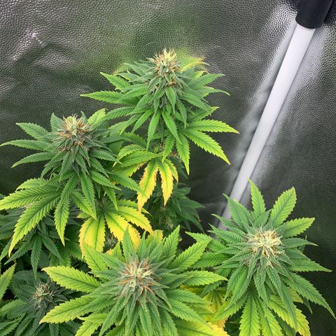 Aminesia growlog photo: 03